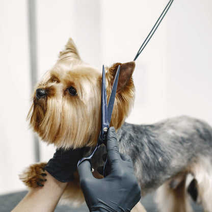 Kit de Tijeras para Peluquería Canina 3 en 1 - detalle